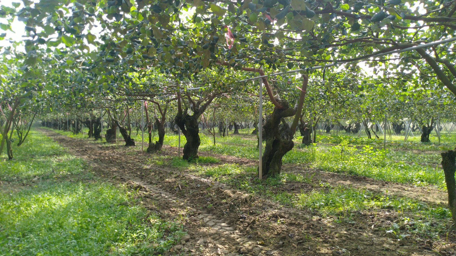 產銷履歷蜜棗 安心上市