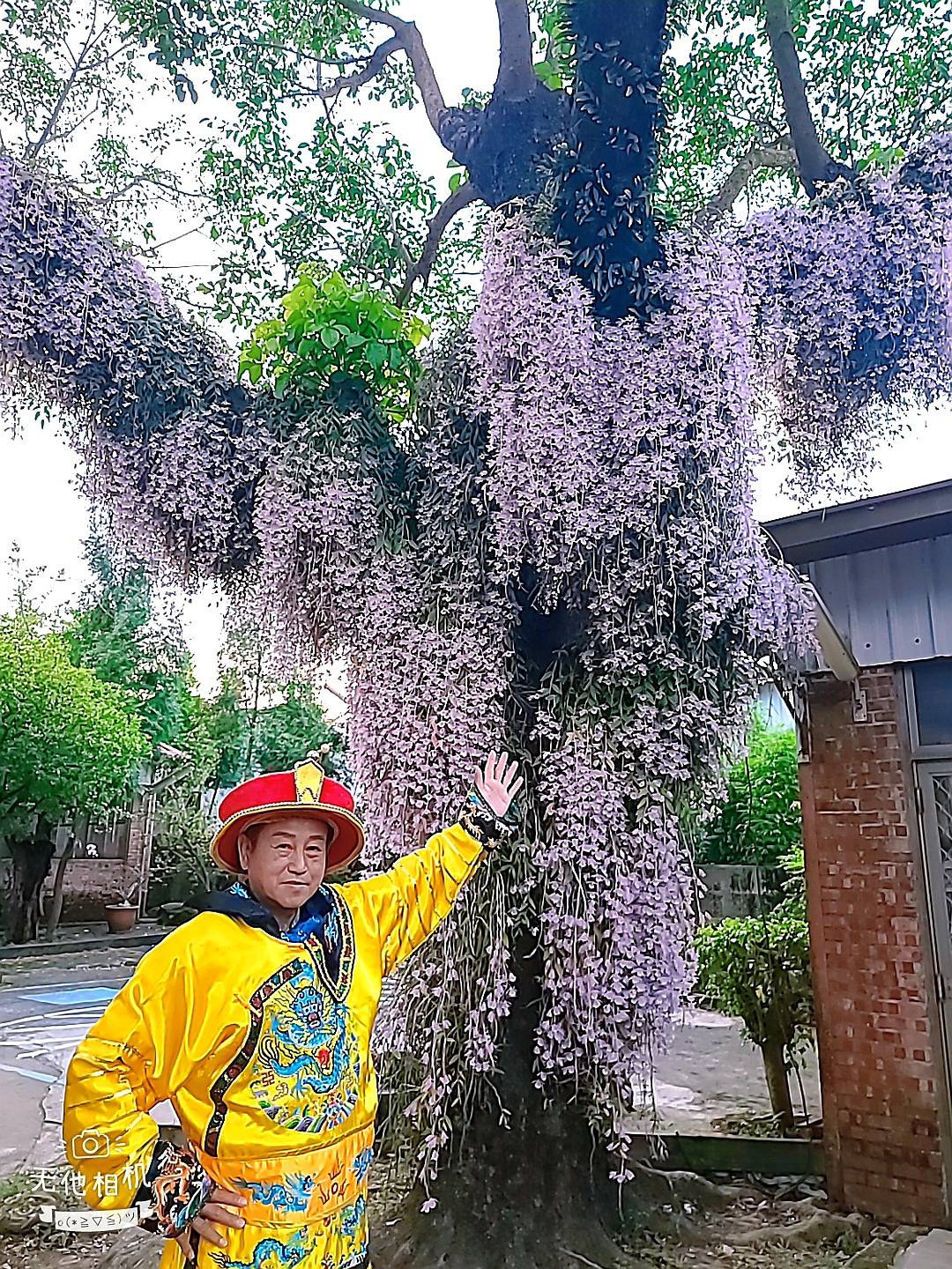 粉紅花瀑！嘉義石斛蘭超吸睛