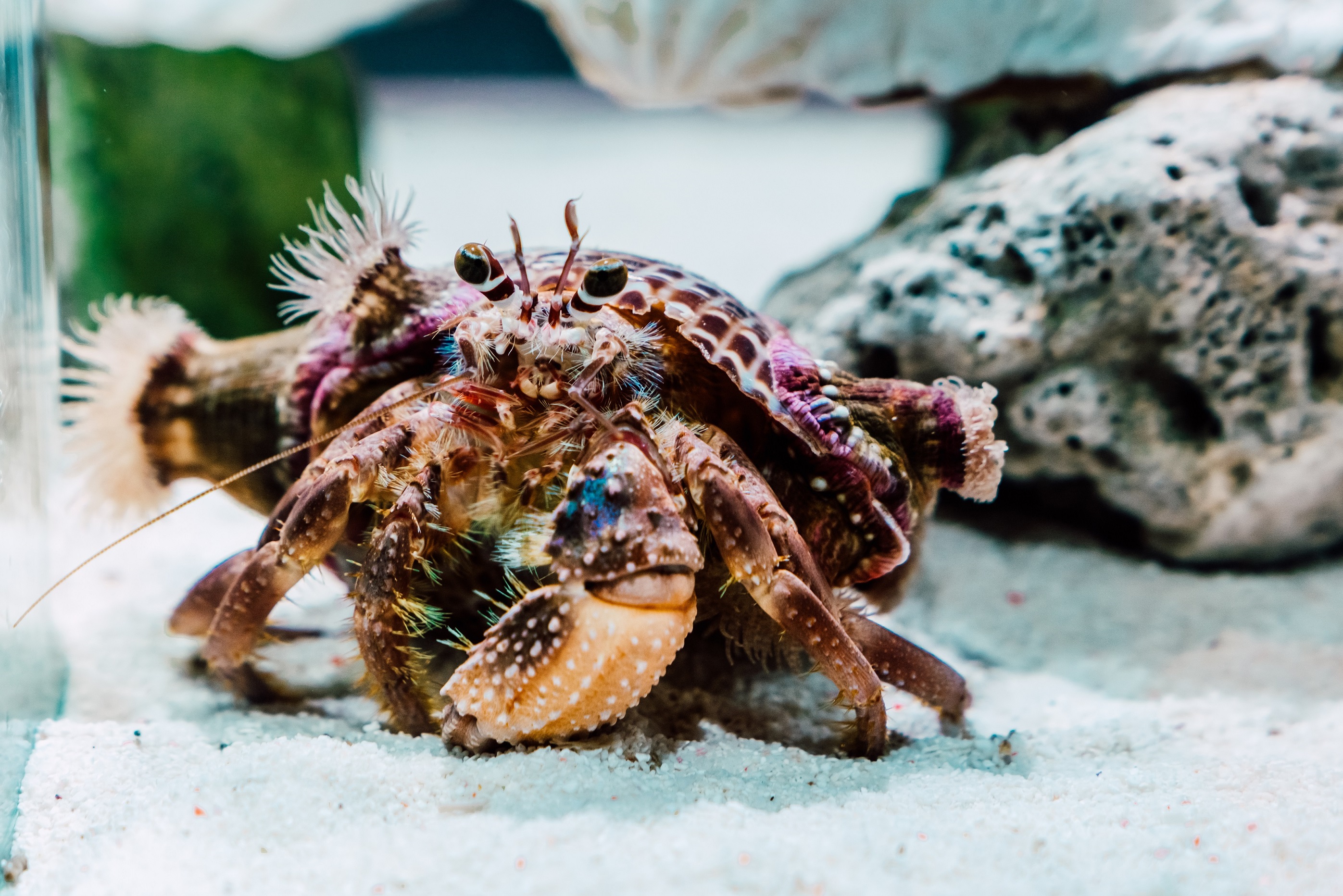 屏東海生館冬季活動《共生的海洋日常》登場 全新亮點生物構築共生風景  感恩醫護夜宿優惠專案同步推出