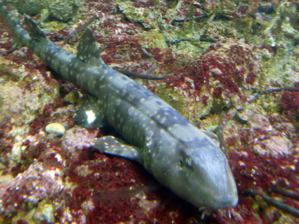 海生館首例  斑竹狗鮫「雙胞胎」卵鞘