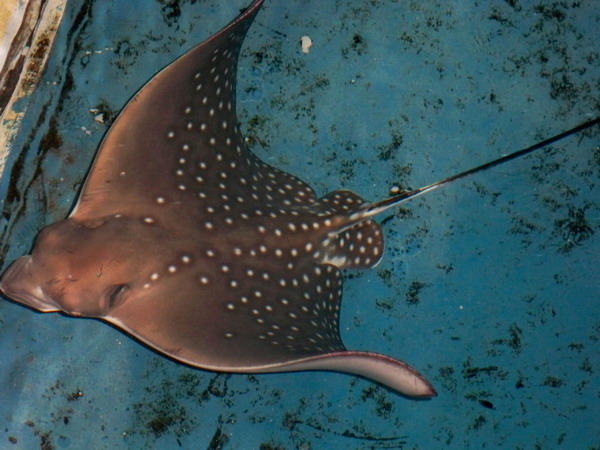 屏東海生館七魟魚誕生  好「孕」連連