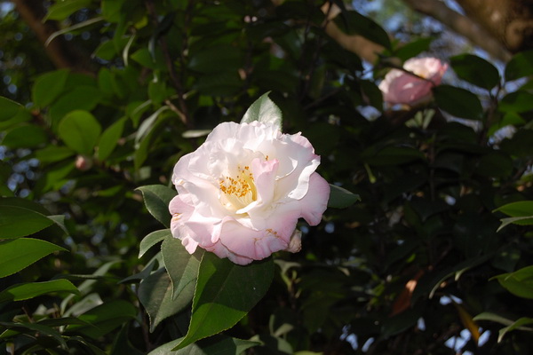 2012南元花園休閒農場賞花季登場 百餘種茶花打頭陣