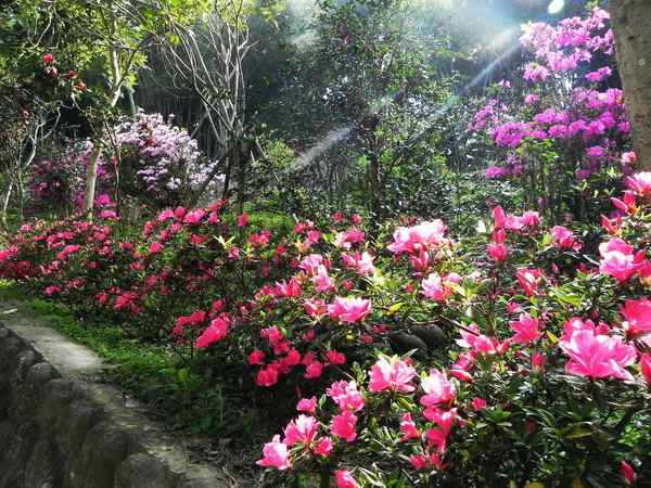 杜鵑迎春  繽紛綻南元