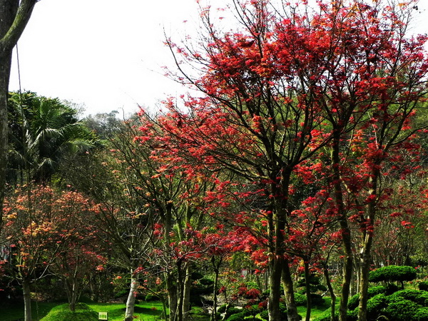 南元花園休閒農場 – 南元賞楓季登場