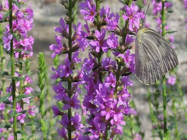 南元花園休閒農場暑期推出「花顏蟬語FUN 暑假活動」
