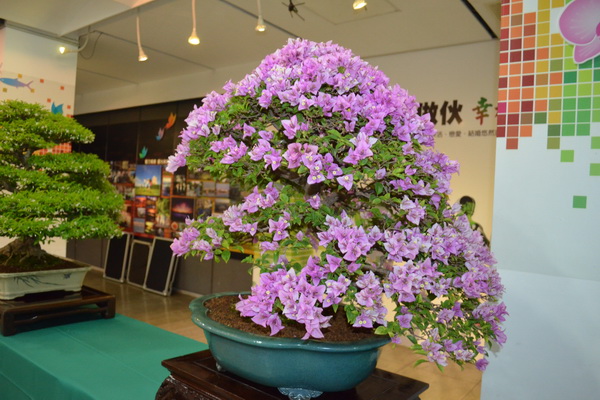 2012台灣花果盆栽展 10月20日起在新營南瀛堂展出