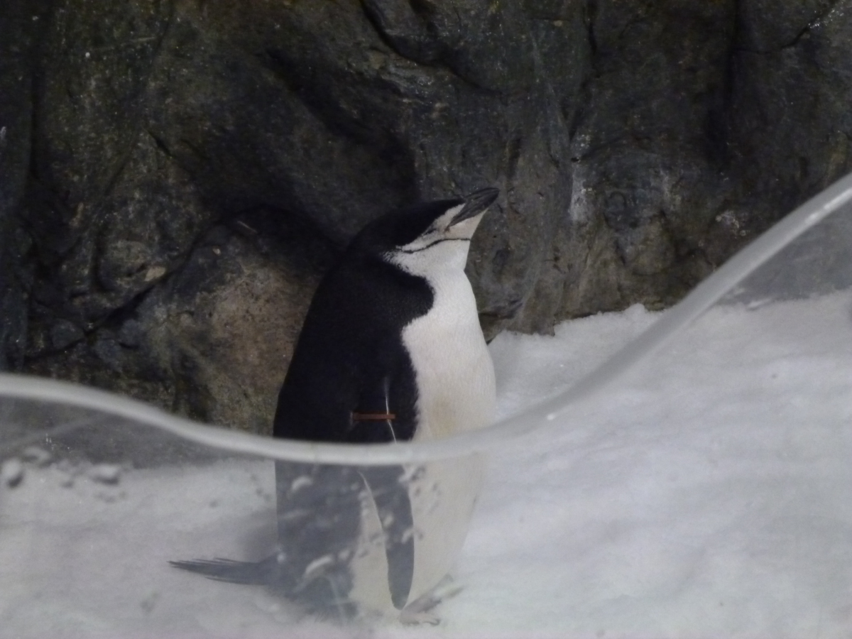 企鵝寶寶快畢業 年底前來海生館見個面