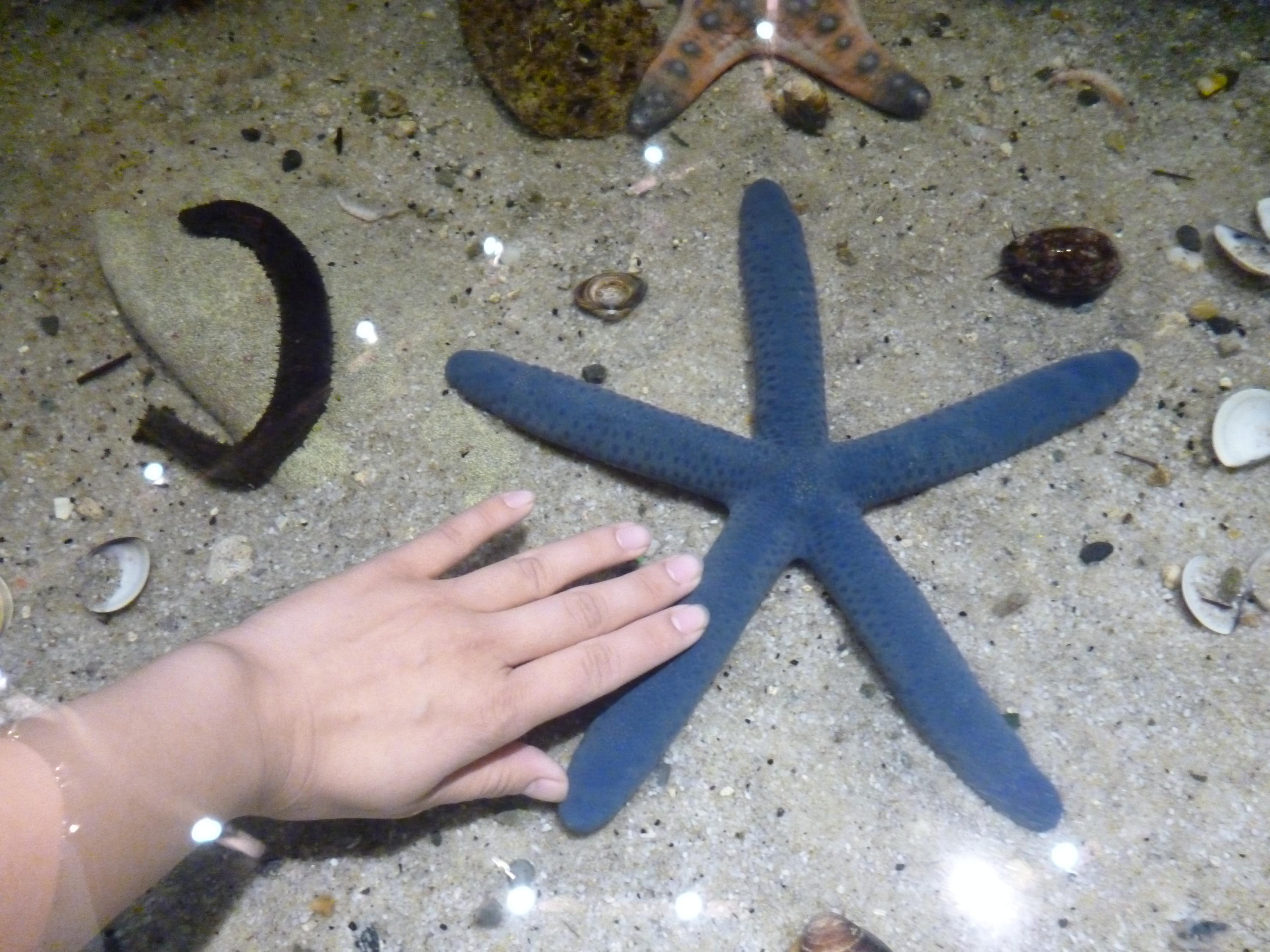 派大星高知名度 海生館藍指海星也受寵