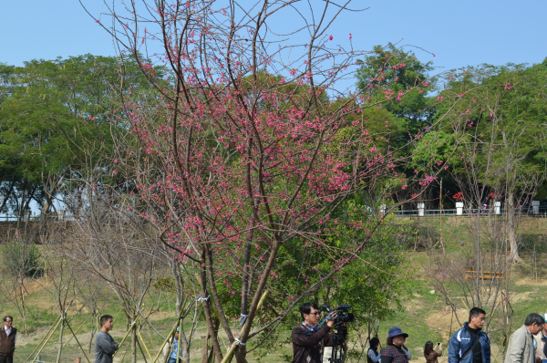 烏山頭水庫靜態公園近400 棵八重櫻 即將綻放迎客