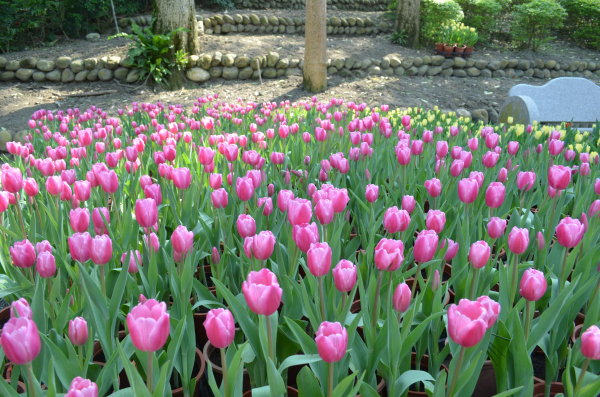 戀戀櫻花季 粉戀櫻花在南元農場系列活動即將登場