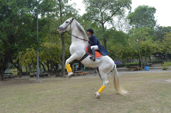 2013年烏山頭水庫世界馬術表演及可愛動物秀 春節假期登場