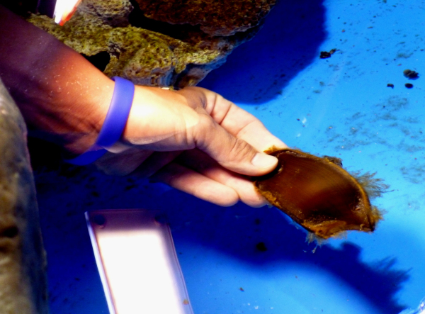 海生館有鯊氣 愛與新生特展卵鞘展示