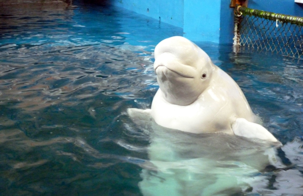 白鯨好眼力 浮窺模樣超萌