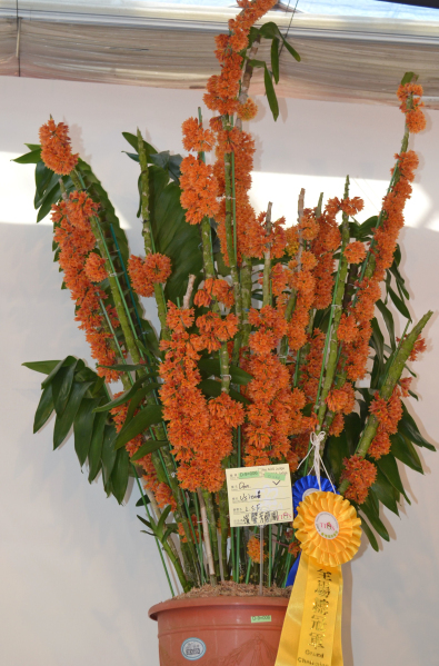 2013台灣國際蘭展8 日開幕 大獎花正式亮相