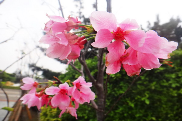 臺鹽通霄觀光圈區海邊賞櫻趣　七彩燦爛彩鹽畫溫泉泡腳野溪 鹹冰棒　喜迎春假假期