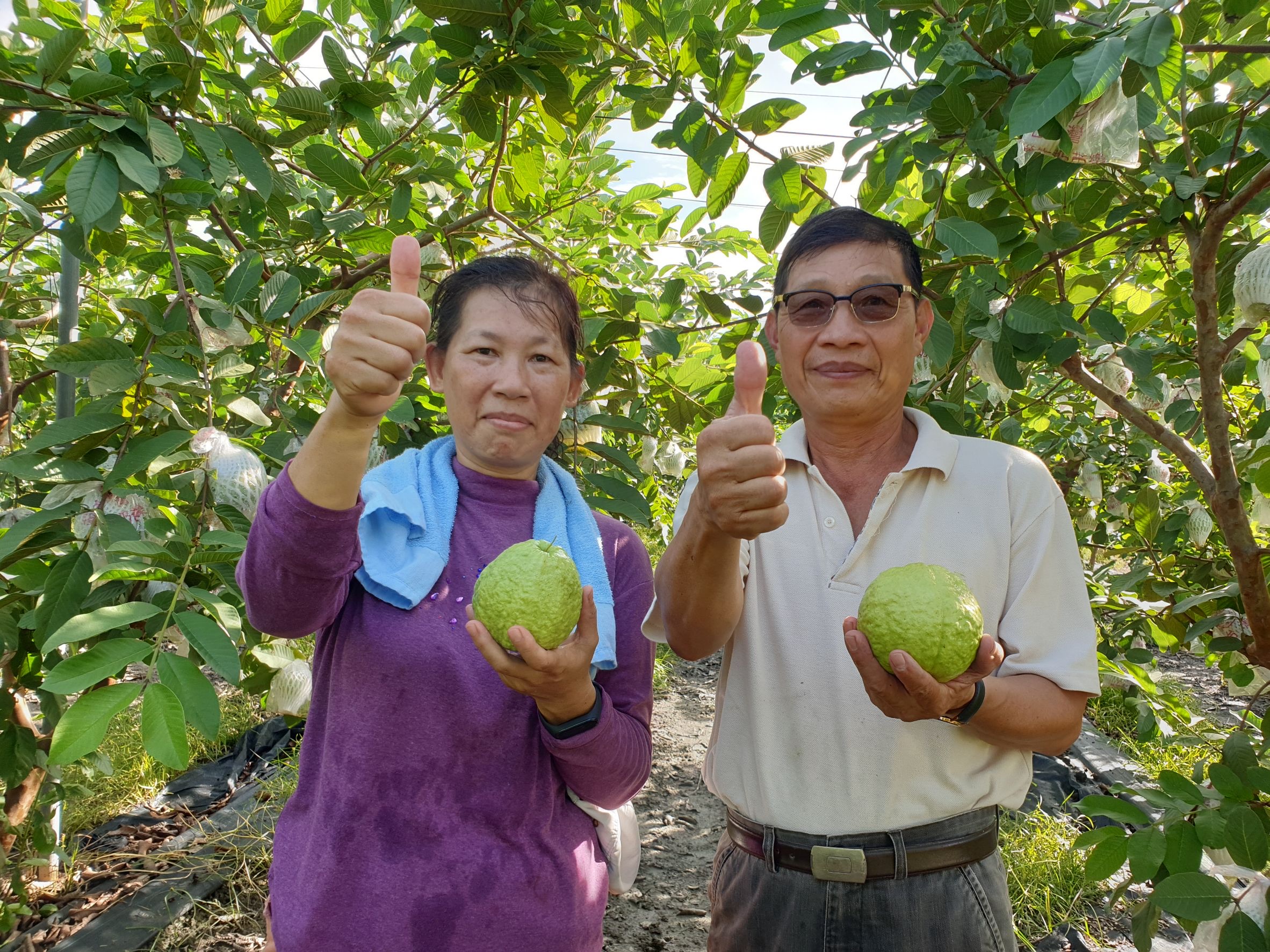 品嘗番石榴正當時   1顆可抵50顆蘋果