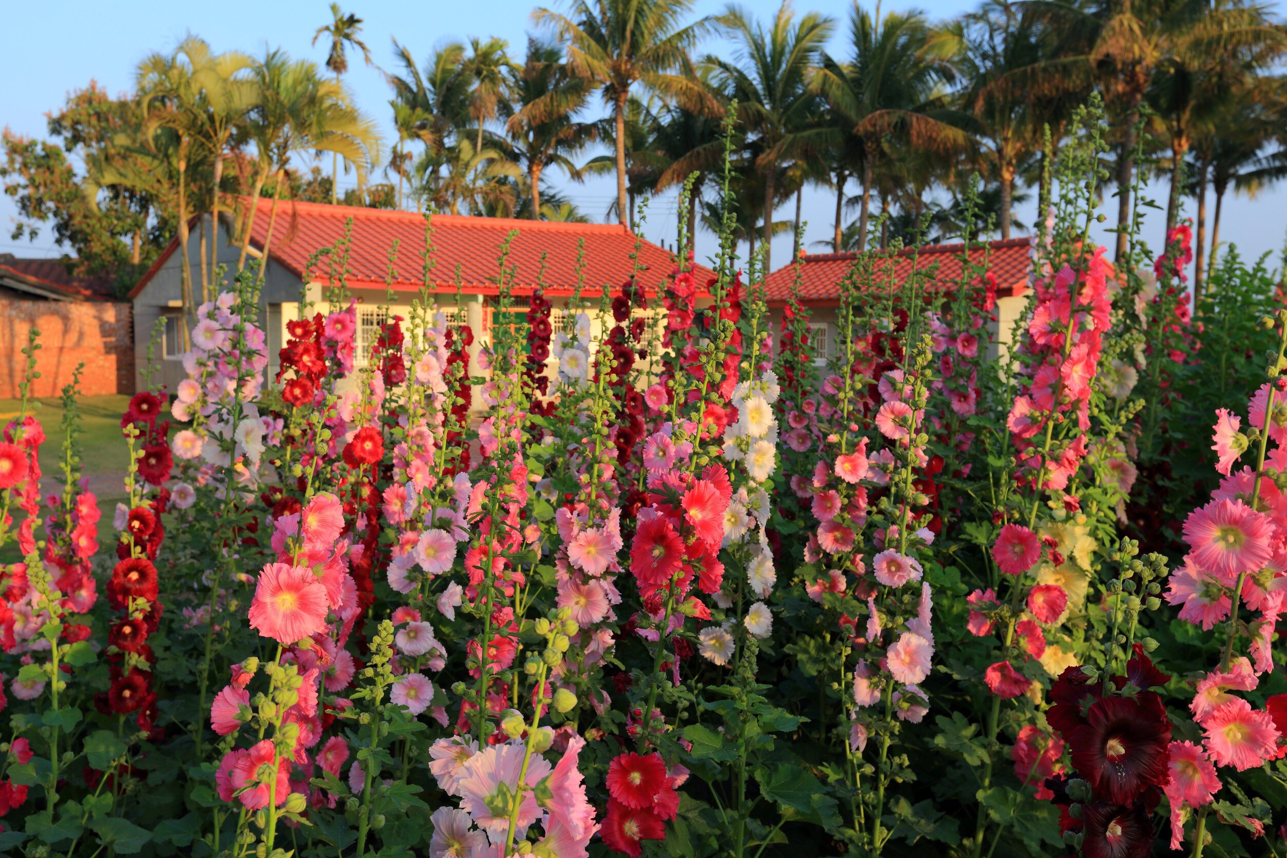 228連假來台南 賞「花」、「燈」慶元宵