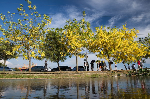 千呼萬喚　2013台南阿勃勒花季攝影比賽得獎作品發布