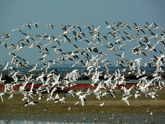 2013白色雲嘉南國際觀鳥馬拉松大賽 陸續接受報名