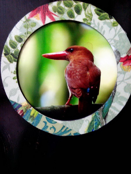 10月起第二波2013白色雲嘉南『生態魔法營』活動-北門與口湖場次 9月25日起開始報名