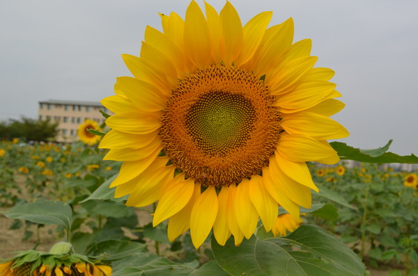 2013新市區花海節「花現臺南新市界」 12月7 日登場