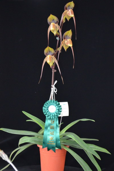 2014台灣國際蘭展大獎花揭曉