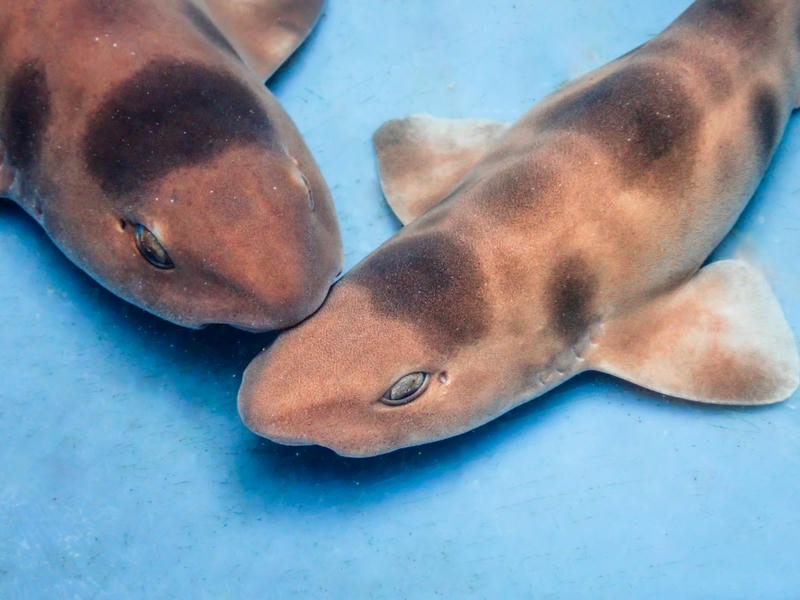 透明卵鞘見證鯊魚新生 夜宿海生館帶你邂逅陸蟹護幼之旅