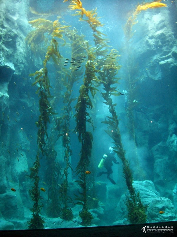 屏東海生館海藻森林-黃金巨藻區是 海洋中的綠寶石