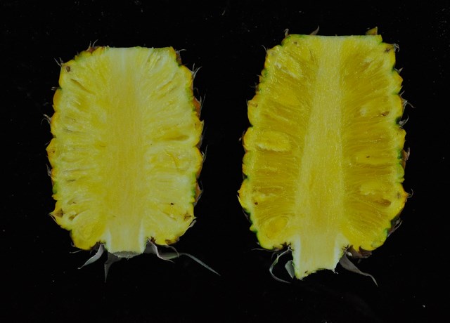 品嘗戀愛般酸甜好滋味　國產鳳梨搶鮮上市