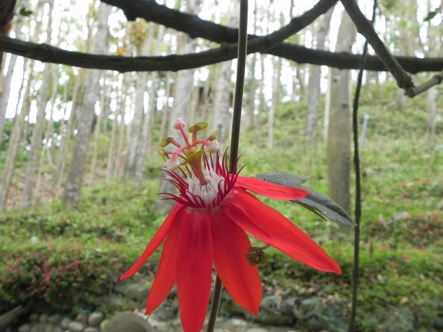 春暖花開 彩色花卉現南元