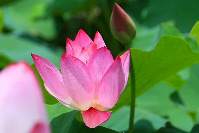 2016白河蓮花季   T-Bike遊蓮鄉好便利