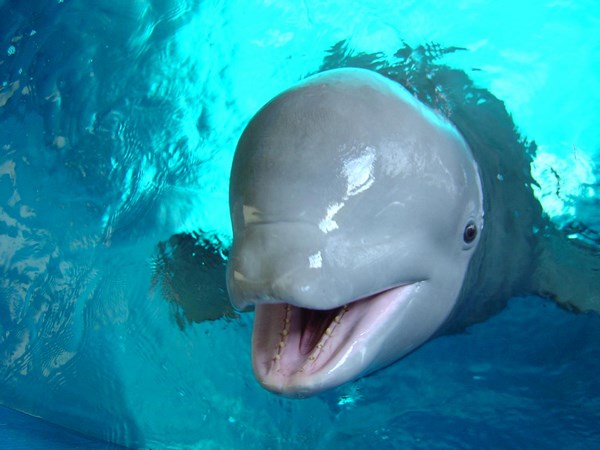 FUN暑假, 海底總動員, 來屏東海生館尋找多莉