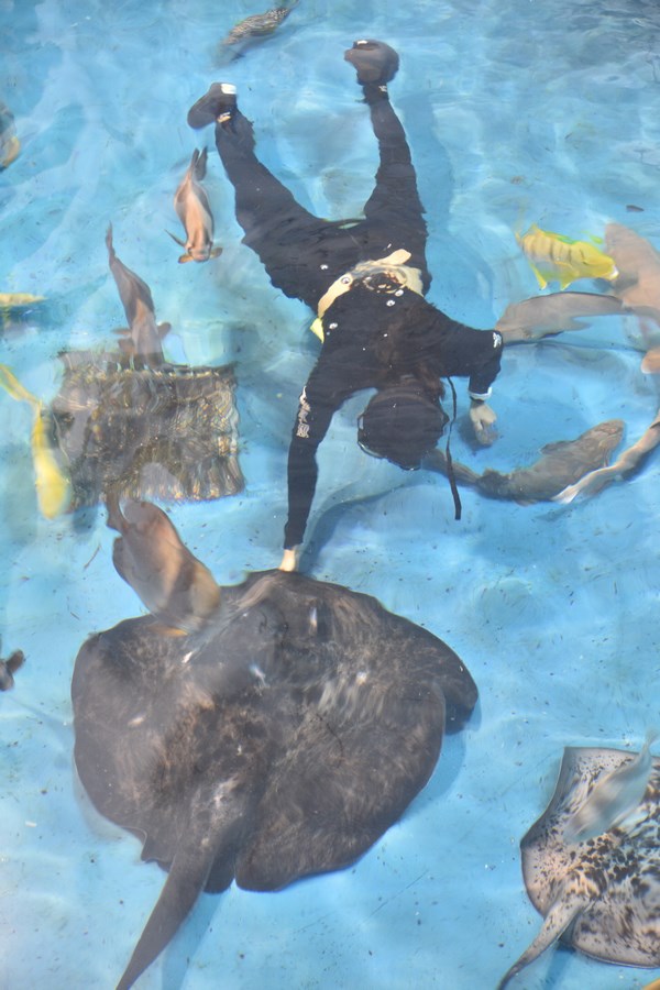 屏東海生館 飼育員溫柔輕撫式照護，成為吸睛亮點