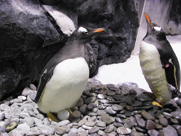 屏東海生館 企鵝待產季節到來