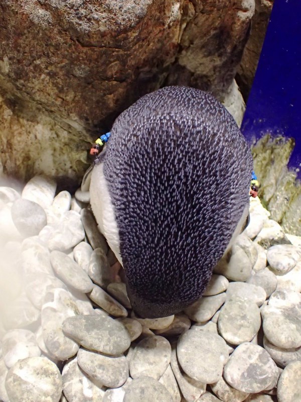 屏東海生館 今年首隻企鵝寶寶破蛋成功