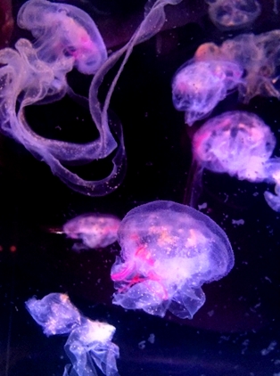 美呆了！屏東海生館浪漫紫色水母帶電登場？