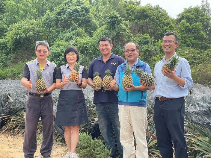 嘉義三高模式 履歷鳳梨鮮甜上市