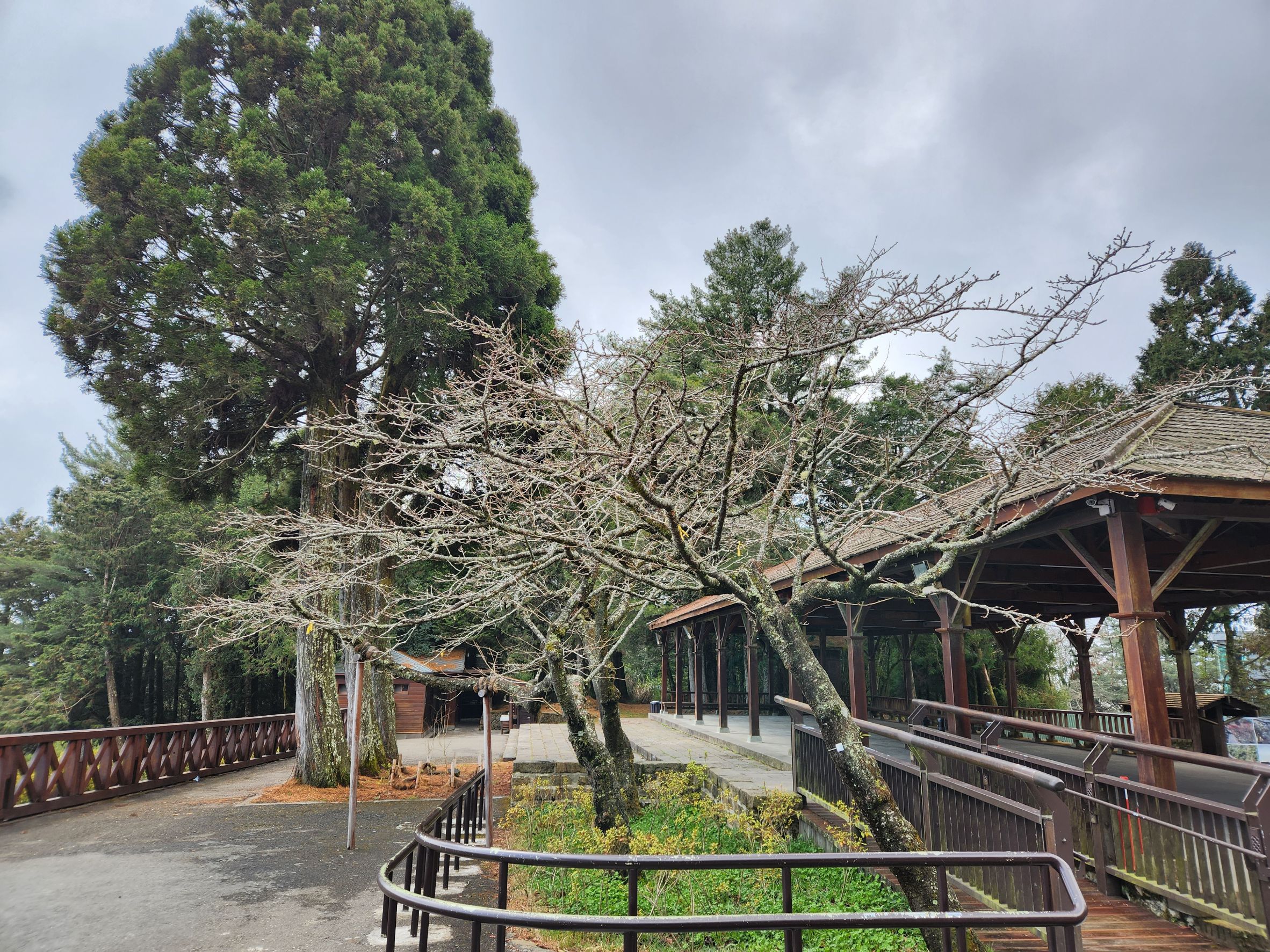 阿里山花季3/10登場 假日疏運管制請注意