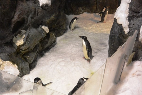 屏東海生館企鵝年度體檢 為健康把關