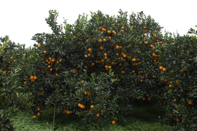 香甜多汁的柳橙鮮採上市 品嘗好食機