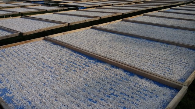 鮮採蓮藕 品嘗正當時