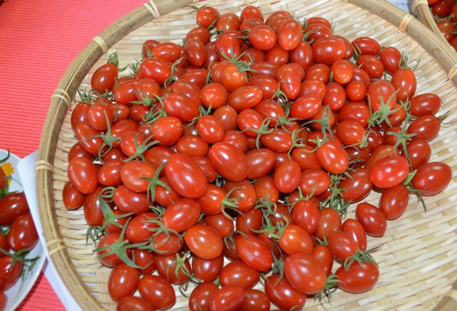 賣唱片失業轉種七股鹽地番茄  大受歡迎