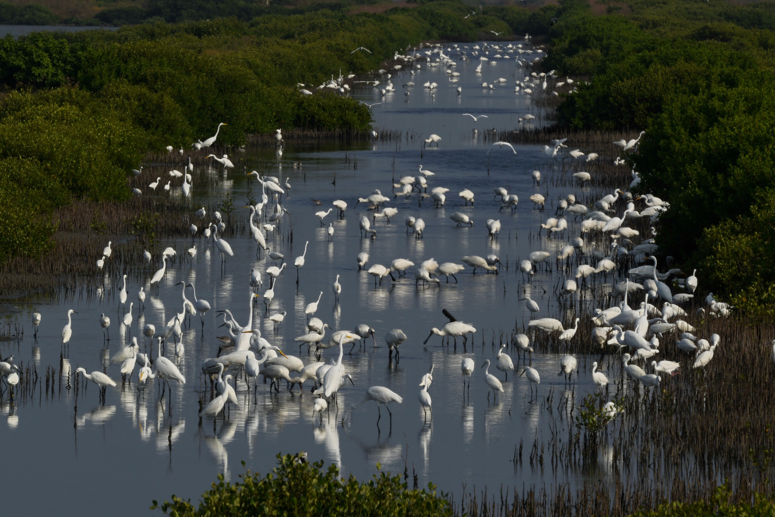 來趟台南冬季限定賞鳥行程 黑面琵鷺x 黑腹燕鷗x鸕鶿