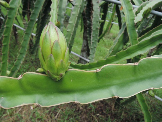 紅龍果疏花調節做得好　顧樹勢、品質讚