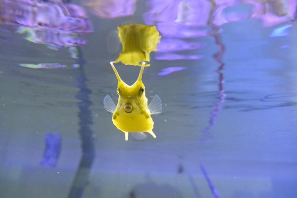 屏東海生館巨型海藻森林吸引網美搶拍