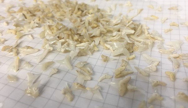 海生館鯊魚不吃小魚還會掉牙齒？ 屏東海生館開發鯊魚牙齒鑰匙扣登場