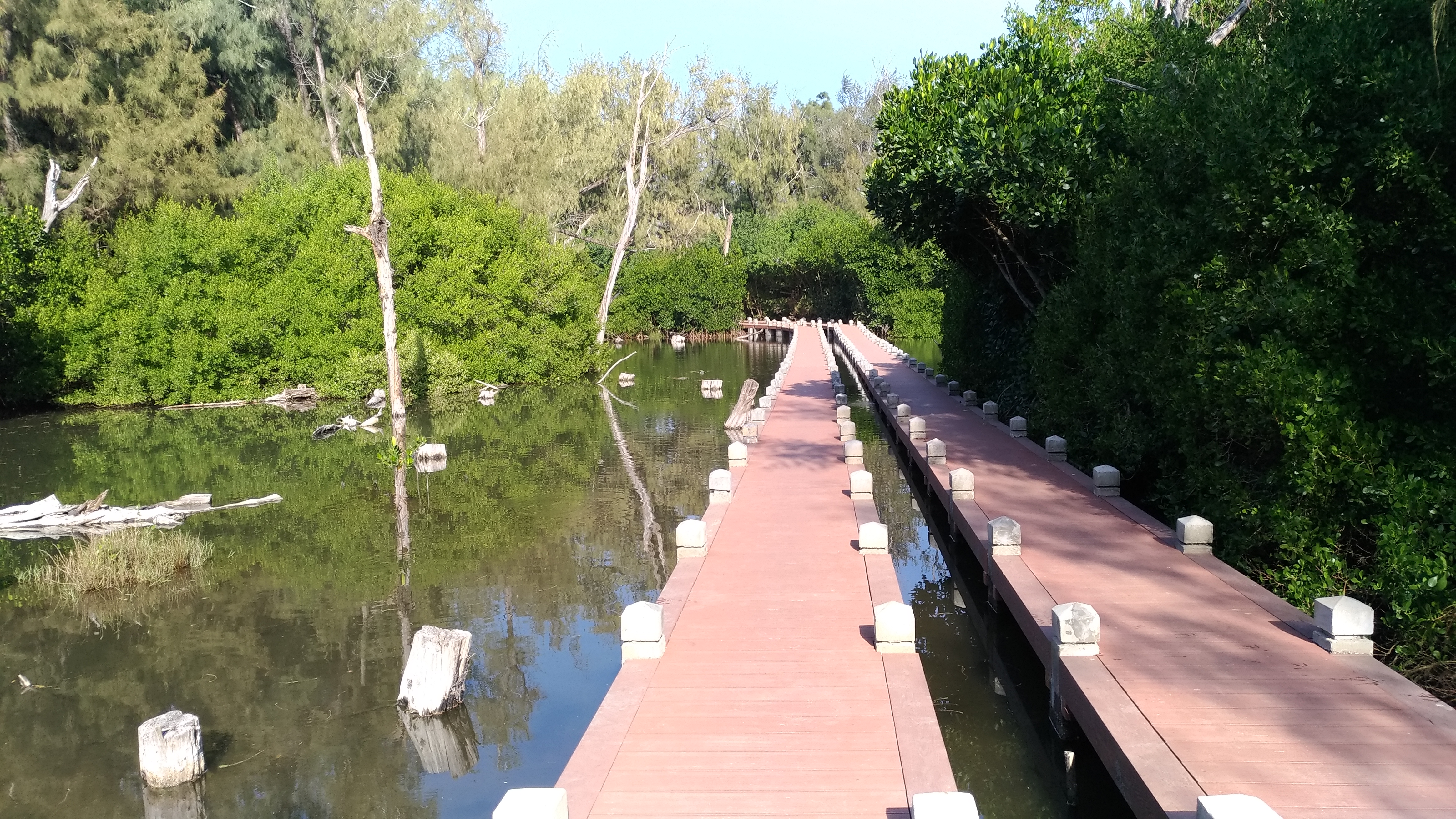北門雙春愛麗絲的魔力森林，南向紅樹林棧道第一期工程完成