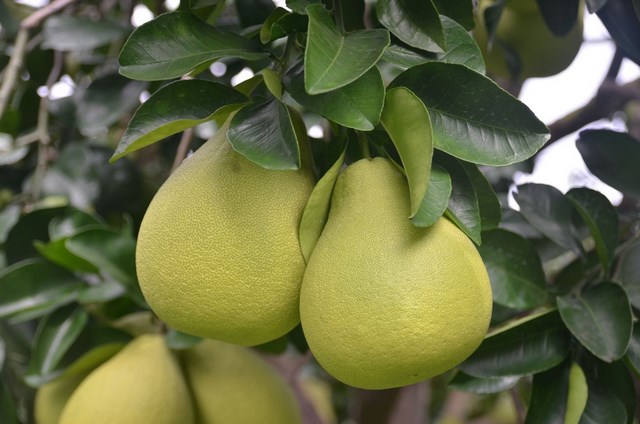文旦香甜柚高纖 中秋挑柚有撇步