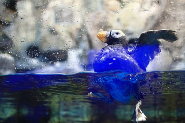 屏東海生館模範雙親輪番上陣, 鳳頭海鸚鵡寶寶誕生