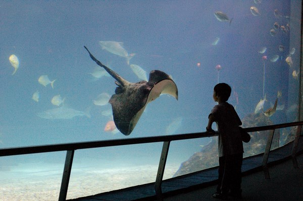 屏東海生館響應秋冬旅遊補助 12歲以下兒童不限次數免費入館
